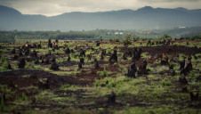 The campaign was launched after new research estimated that a worldwide planting programme could remove up to 66% of manmade emissions in a bid to mitigate the climate crisis